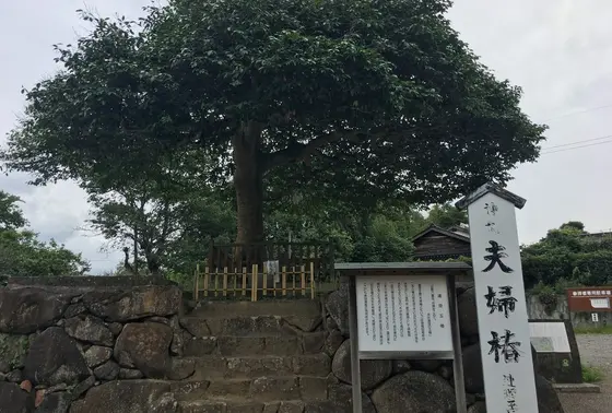 連理玉椿