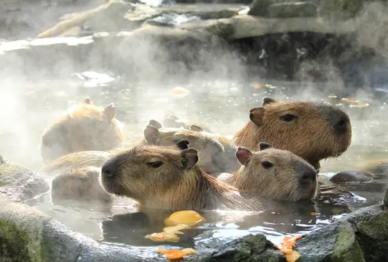 カピバラの入浴姿！