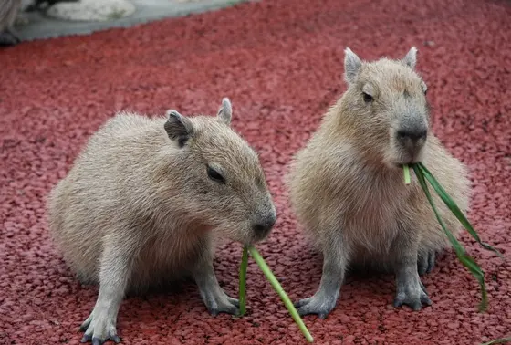 カピバラの子供とふれあえる！