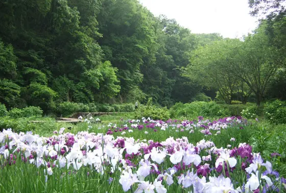 菖蒲の群生地でも有ります