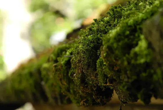 苔むしたきれいな屋根