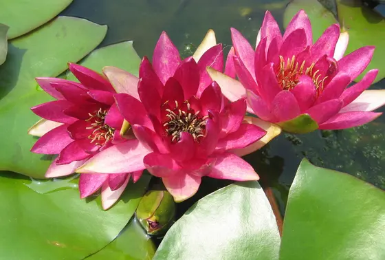 彩り鮮やかな水生植物