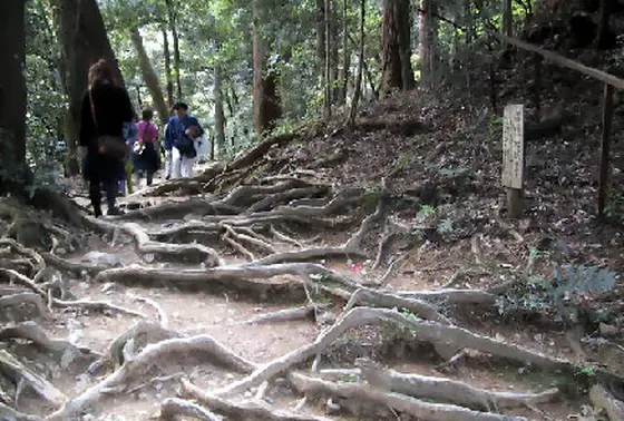 木の根道