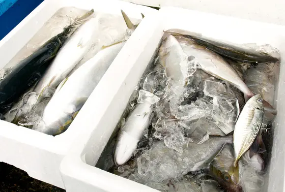獲れたての魚が！