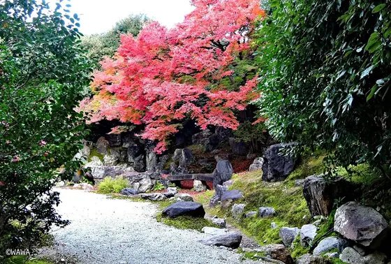庭園の紅葉
