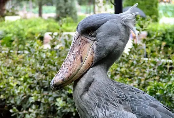 ハシビロコウ