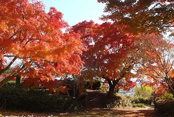 秋は紅葉が美しいです