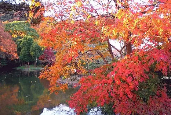 庭園の紅葉様子