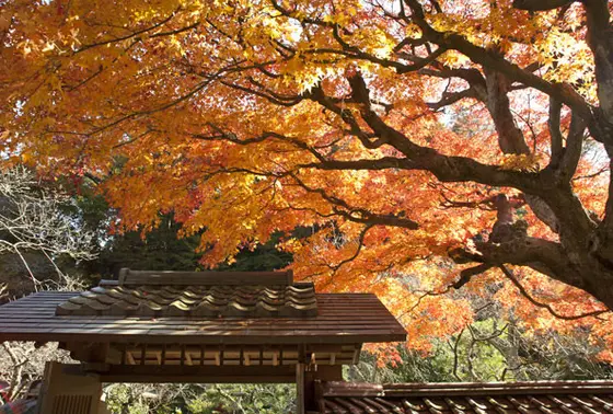 紅葉具合１