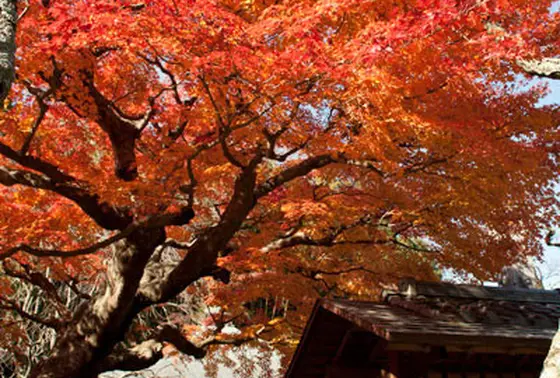 紅葉具合２