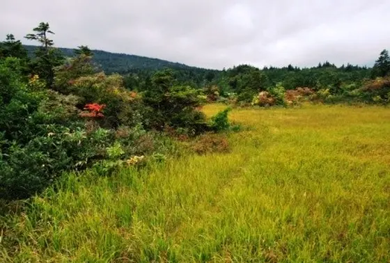 一面の草木も美しい