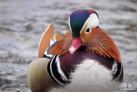 【ポイントは早朝か夕方!!】