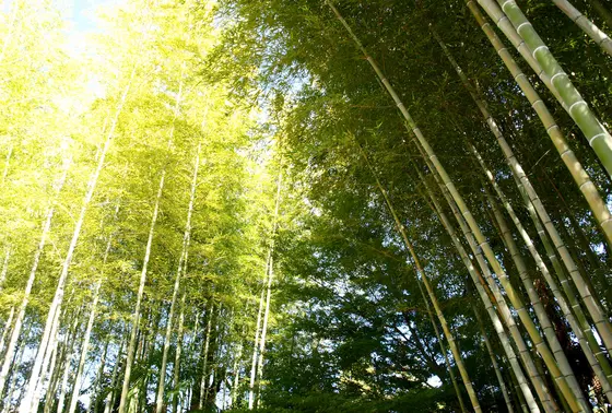 竹林も情緒があります^^
