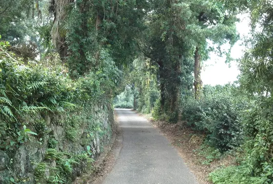 薩摩街道