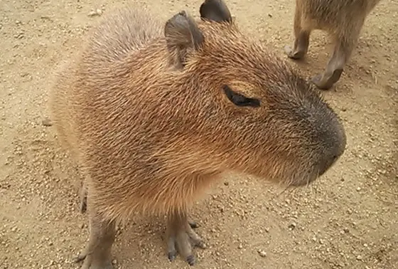 小動物ふれあいひろば