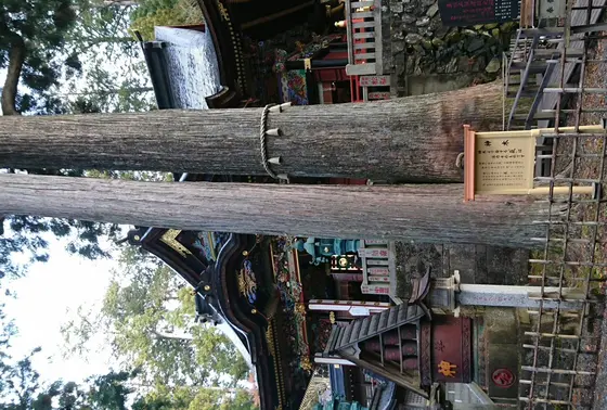 御神木