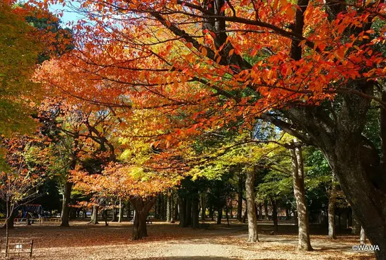 砧公園の赤く染まったモミジ