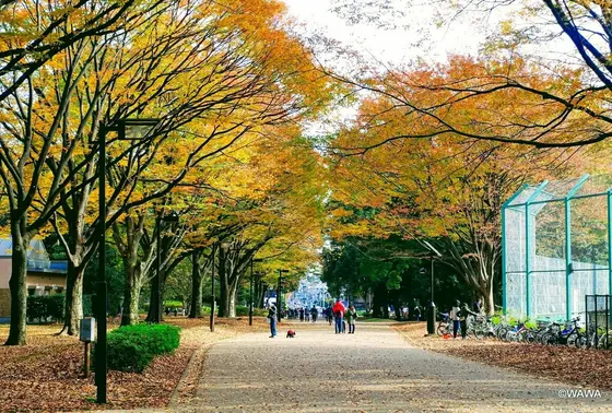 砧公園