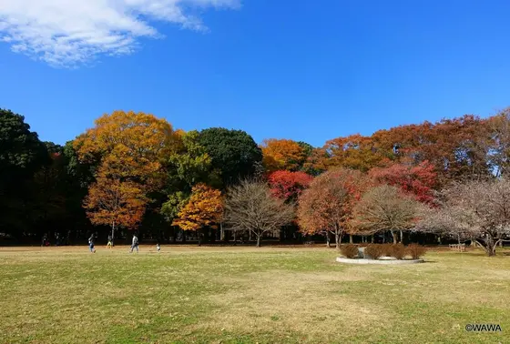 砧公園