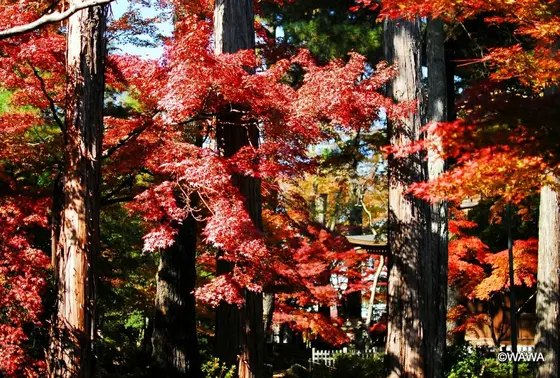 豪徳寺