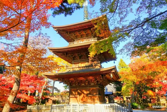 豪徳寺