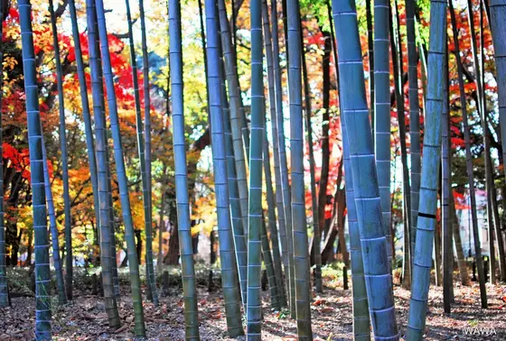蘆花恒春園