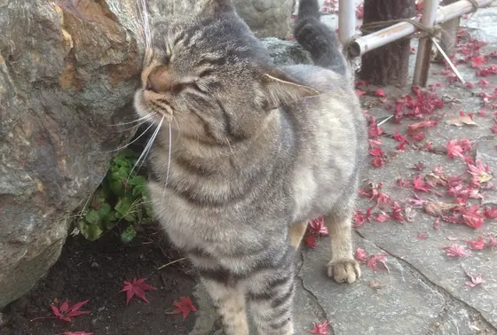 かわいい動物達も！