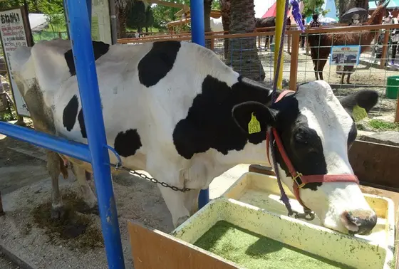 牛の乳搾り体験