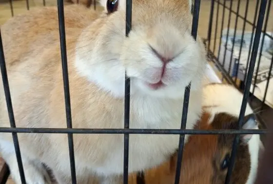 うさぎの抱っこ体験