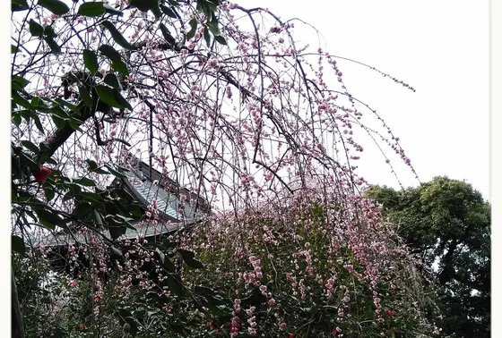 綺麗な枝垂れ梅🌼