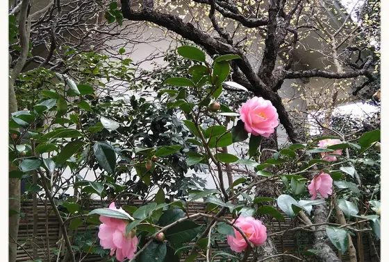 椿もたくさん咲いてました🌼