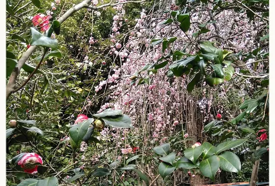 枝垂れ梅と椿のコラボ🌼