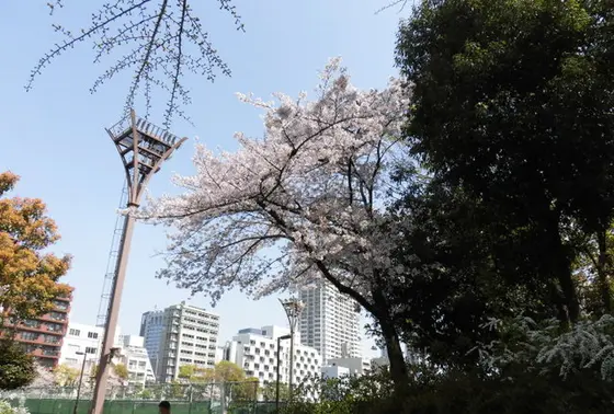 花見スポット