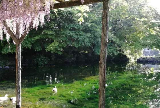 藤の花や水鳥も