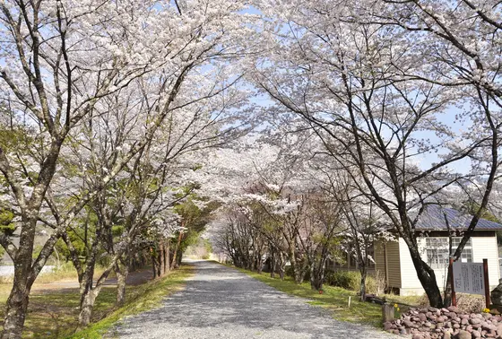 ひっそりとした桜並木