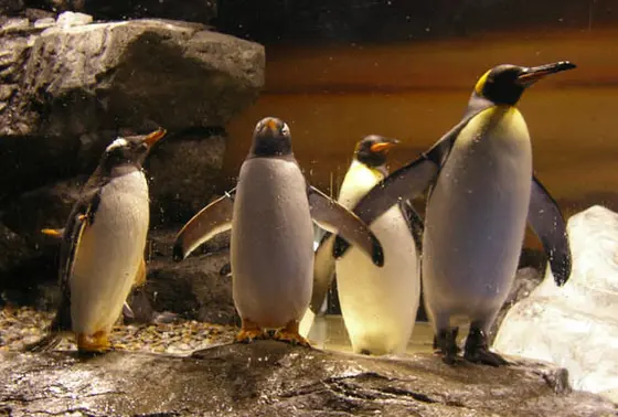 ペンギン大陸