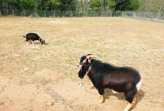 ヤギもいます
