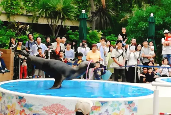 サンシャイン水族館のアシカショーは必見！