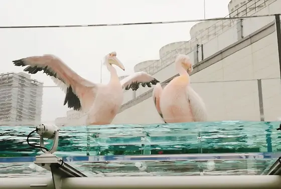 ペリカンフィーディングは迫力がある