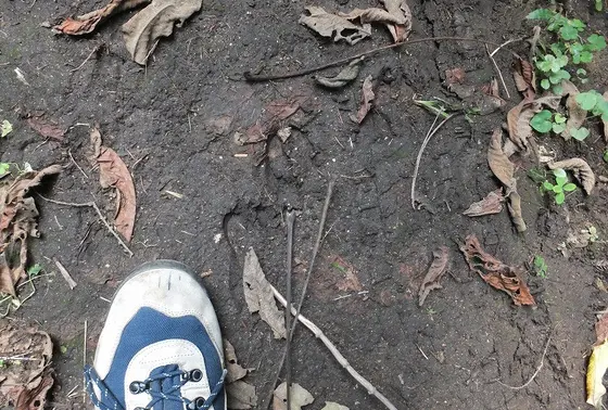 鹿の足跡