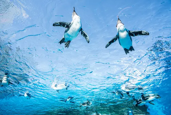 夜の水族館はムーディー