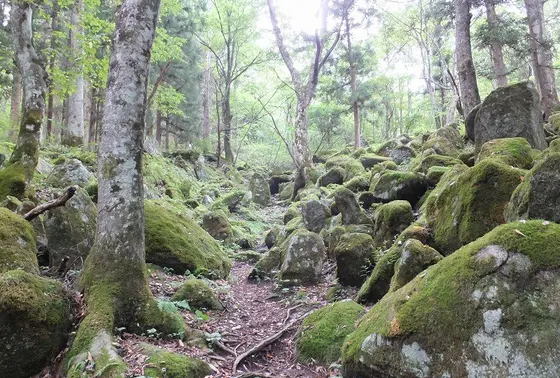 岩と苔の景