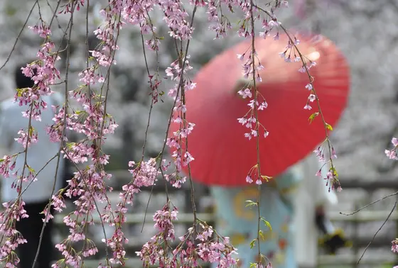 桜