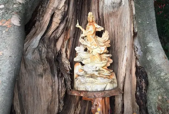 珍しい木の中に観音様。とても綺麗 隣の龍神池も素敵