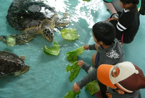かわいい海亀たちに、エサやり！