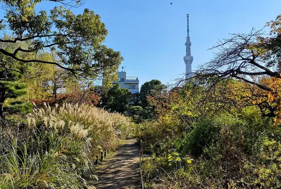 すすき