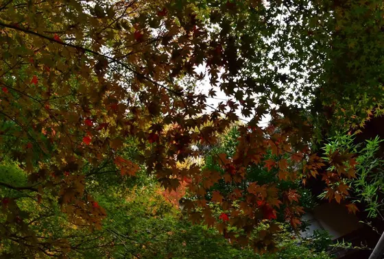 微妙に紅葉始まってる