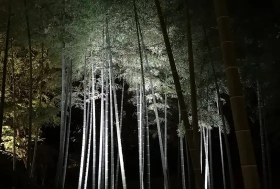 竹林のライトアップ