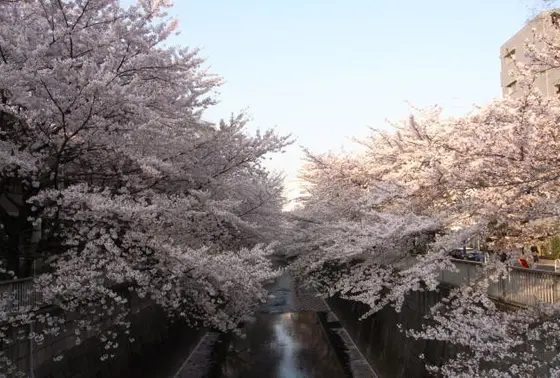 神田川1