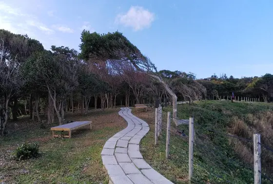 海からの風の強さからか、、
